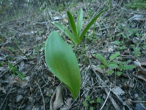 Fritillaria biflora Leaf